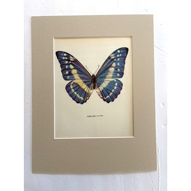 Realism Vintage 1965 Butterfly Print in 11x14 Mat: Morpho Cypris (Westwood), EUC For Sale - Image 3 of 3