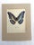 Realism Vintage 1965 Butterfly Print in 11x14 Mat: Morpho Cypris (Westwood), EUC For Sale - Image 3 of 3