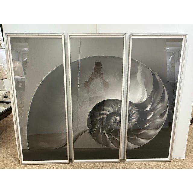 2020s Soicher Marin Nautilus Set of 3 For Sale - Image 5 of 14