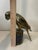 Metal Stunning Mid Century Solid Brass Macaw Parrot Figure Regal Patina Decor Heavy For Sale - Image 7 of 12