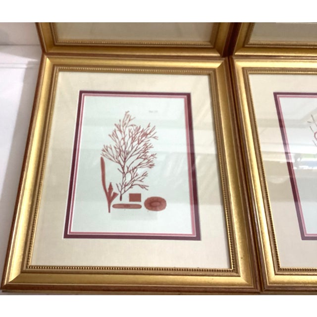 English Set of 4 William Henry Harvey Seaweed For Sale - Image 3 of 12