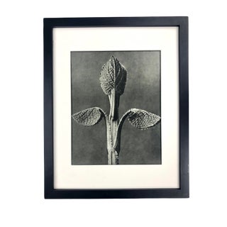 Framed Antique Botanical Blossfeldt Print - No. 90 For Sale