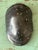 This vintage Italian scagliola turtle shell is a masterfully executed decorative object, channeling the timeless appeal of...