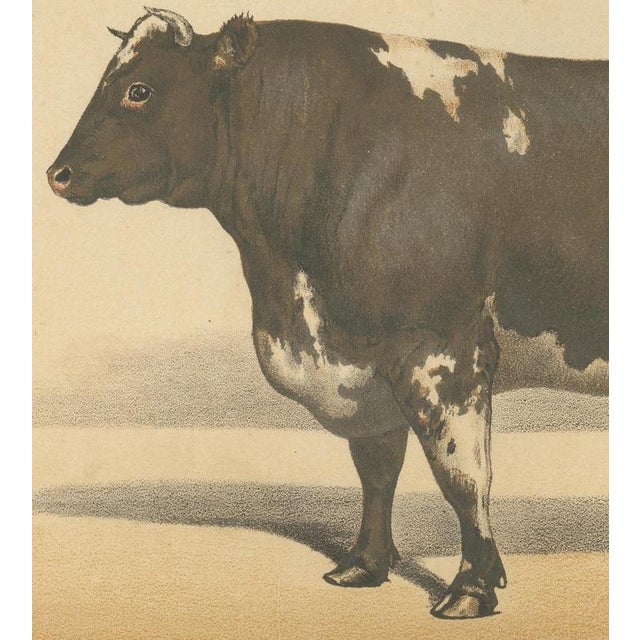 19th Century Olivier De Penne, Durham Shorthorn Bull, British Cattle, 1863, Chromolithograph For Sale - Image 5 of 9