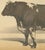 19th Century Olivier De Penne, Durham Shorthorn Bull, British Cattle, 1863, Chromolithograph For Sale - Image 5 of 9