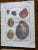 19th Century Set of 19th Century French Colored Shell Engravings For Sale - Image 5 of 12
