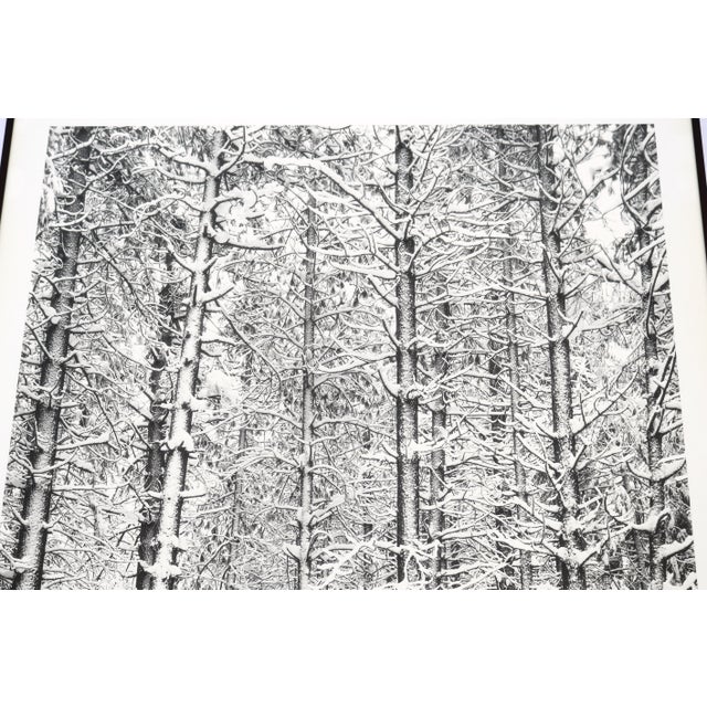 1932 Ansel Adams Pine Forest in Snow Yosemite National Park Photograph Art Print For Sale - Image 9 of 16