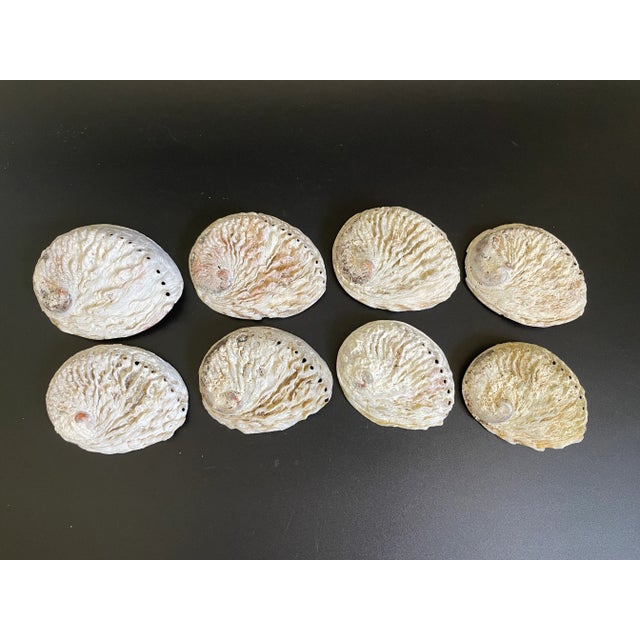 Contemporary Unpolished South African Midae Abalone Shells - Set of 8 For Sale - Image 3 of 12