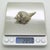 Vintage Italian Genuine Silver 800 Sea Shell Shaped Trinket Box from Florence, 1970s For Sale - Image 10 of 13