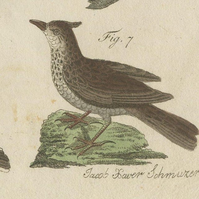 Bertuch, Crested Lark and Other Larks, 1805, Print For Sale - Image 6 of 12