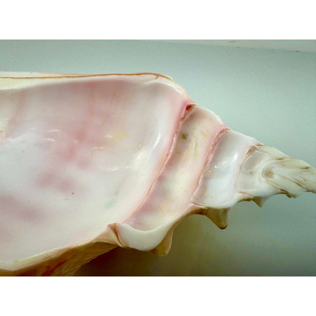 Mid 20th Century Coastal Pink Conch Shell Serving Bowl With Matching Spoon For Sale - Image 4 of 13