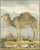 After Jacques de Sève, Dromedary Camel, 1769, Hand-Coloured Engraving For Sale - Image 4 of 9