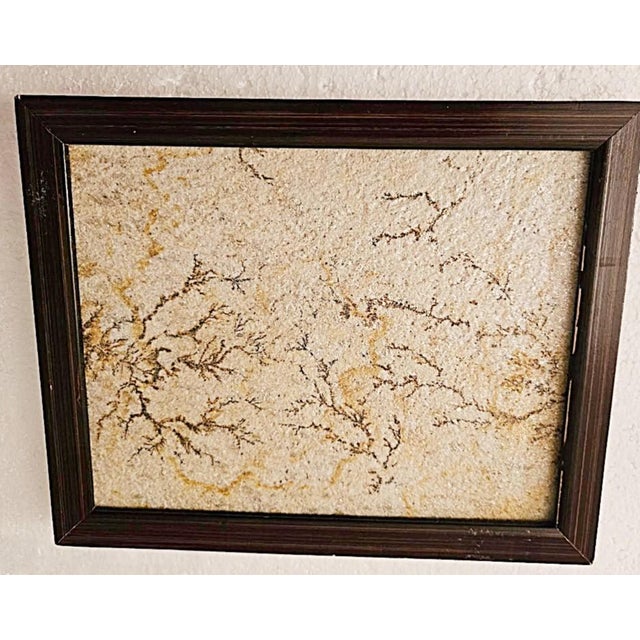 Tan Antique Brazilian Sandstone Framed Plaque Dendrite Fossil Ferns Miniature Geologic Fern For Sale - Image 8 of 14