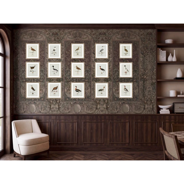 Boutique Archival William Lewin "Waterbirds & Waders" Prints - Set of 15 (8" X 10") For Sale - Image 11 of 18
