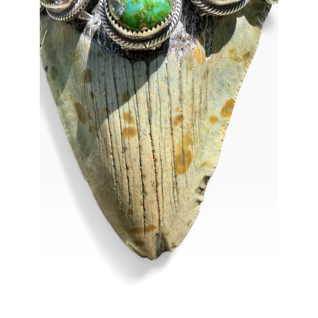 Roie Jaque Navajo Sterling Silver Turquoise Megalodon Tooth Pendant Necklace For Sale - Image 9 of 18