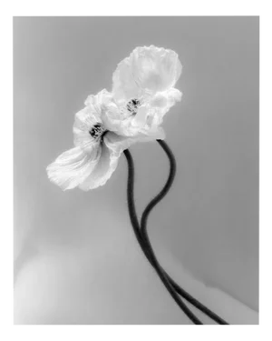 Coupled Poppies - Black and White Floral Photography, Limited Edition 3 of 20 2023