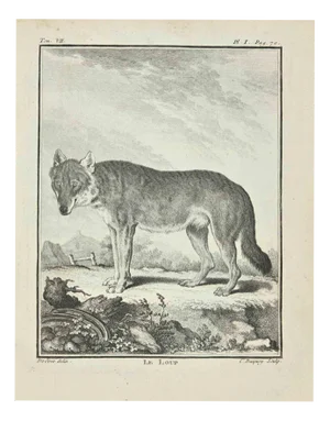 Jean Charles Baquoy, Le Loup, 1771, Etching
