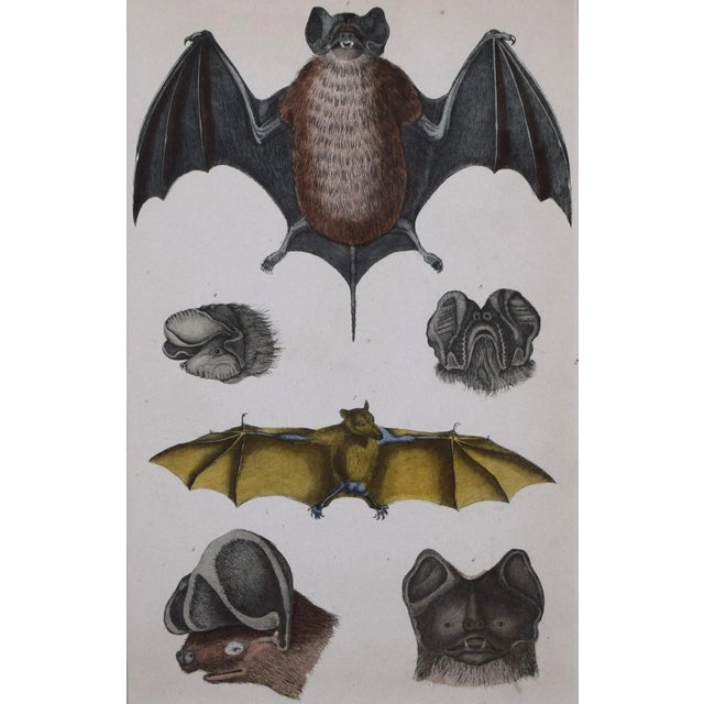 Gothic 19th Century Antique Hand Colored Bat Engraving by Goldsmith For Sale - Image 3 of 5