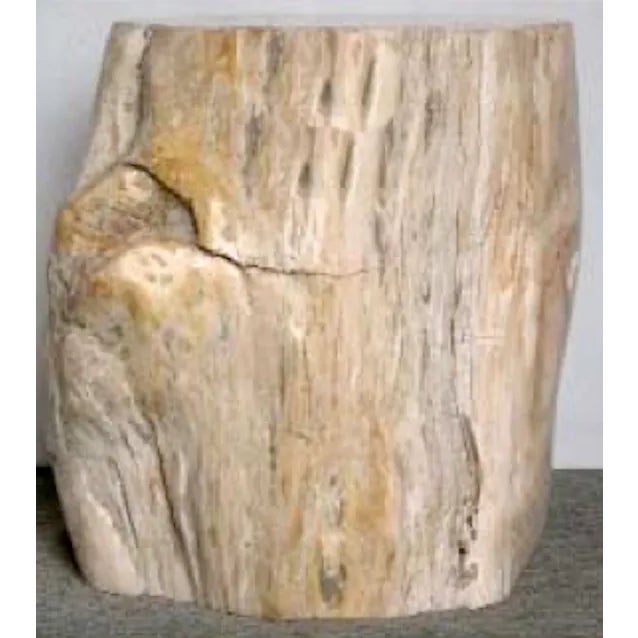 Organic Petrified Wood Stump#543 (Pine/Ivory) - Supellex For Sale - Image 4 of 4