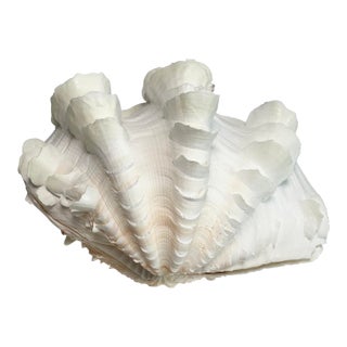 Large Ruffled Clam Shell For Sale
