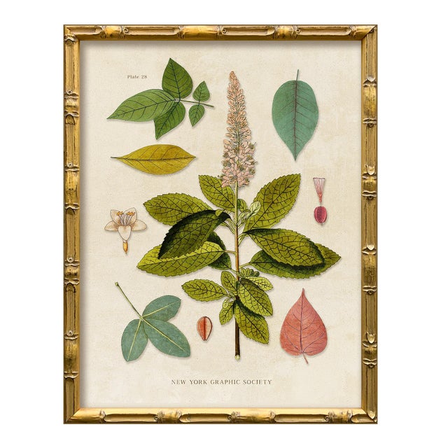 2020s Contemporary Reproduction (Set of All 4) Vintage Botanical Leaves Art Prints, Framed For Sale - Image 5 of 9
