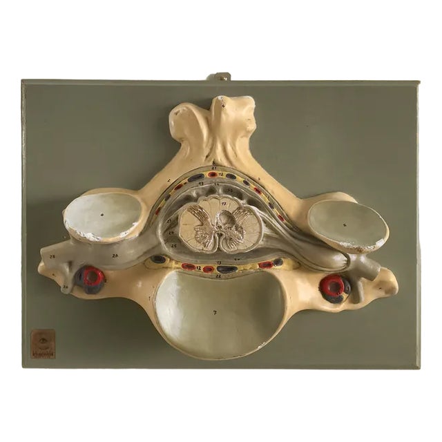 Anatomical 3-Dimensional Model, Germany, 1950s For Sale