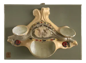 Anatomical 3-Dimensional Model, Germany, 1950s
