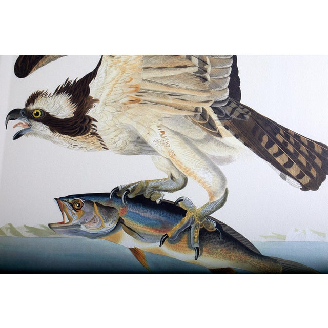 Audubon Fish Hawk or Osprey Plate 81 Havell Oppenheimer Edition Chairish