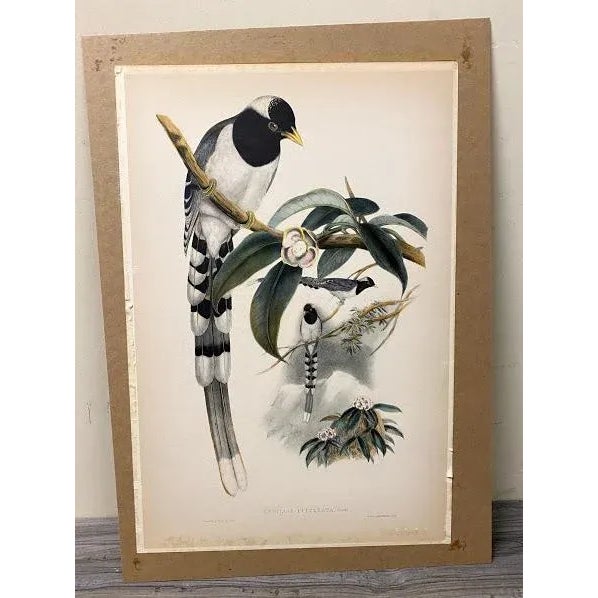 Green John Gould (1804-1881), Urocissa Cucullata, Hand Colored Lithograph, C. 1865 For Sale - Image 8 of 11