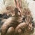 Mid 20th Century Vintage Cutrona Wildlife Canvas Painting of Bunnies Artist Signed Framed For Sale In Chicago - Image 6 of 12