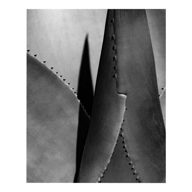 Agave no.2 - Monochrome Abstraction, from Limited Edition of 20 2025 For Sale