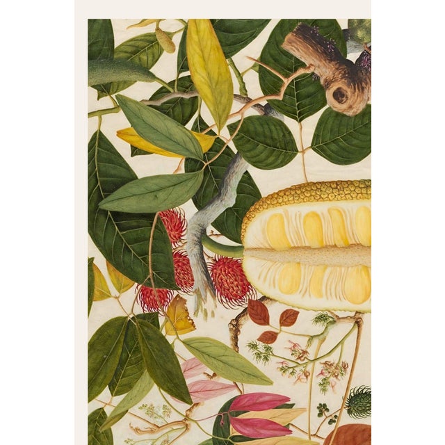 Asian Tropical Fruit Botanical Plate 1, Giclée Art Print, 12" X 18" For Sale In Buffalo - Image 6 of 10