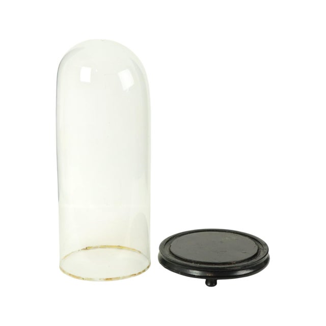 Large Antique Mouth-Blown Glass Dome, 1890s For Sale - Image 4 of 14