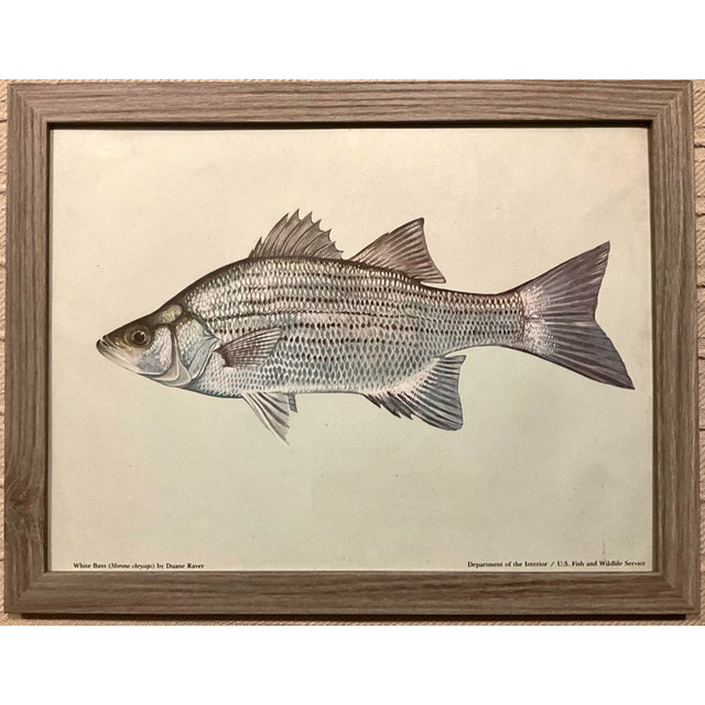 Mid 20th Century Set of 3 Vintage Dept.of the Interior/U.S. Fish and Wildlife Service, Color Plate Original Prints Framed. For Sale - Image 4 of 10