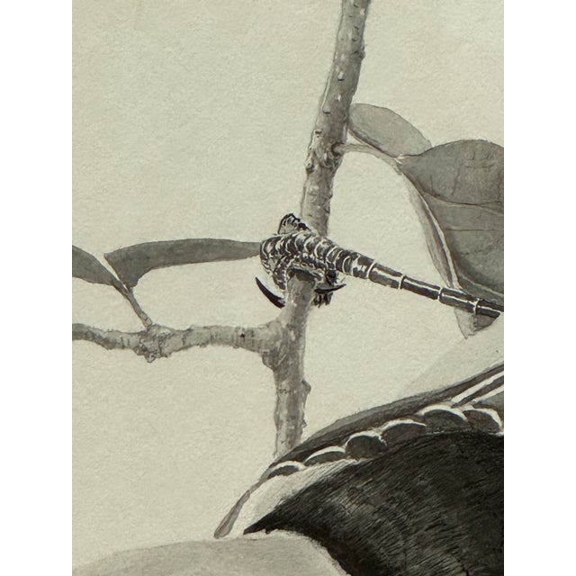 Off-white Larry Haines Loggerhead Shrike Series Bird Study Drawing, Framed For Sale - Image 8 of 12