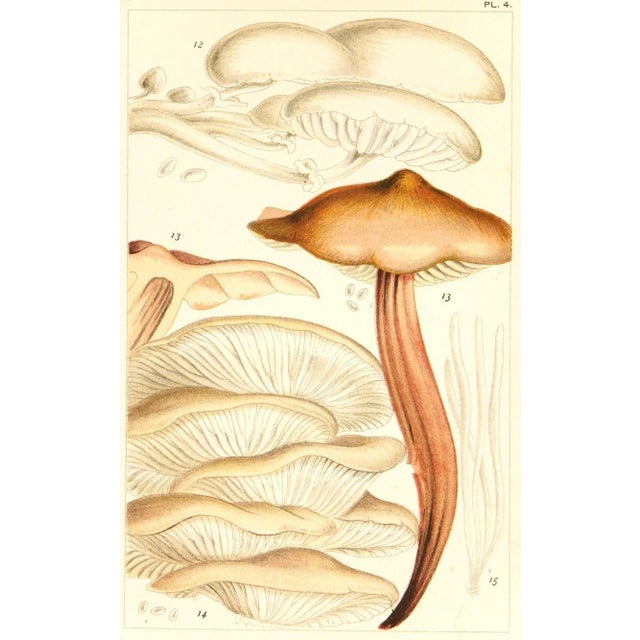 Antique 1891 English Mushrooms Botanical Print For Sale