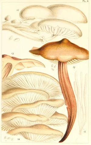 Antique 1891 English Mushrooms Botanical Print