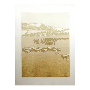 Ted Thomas "Vanishing Herd #1" Signed Numbered Artwork Etching of Buffalos