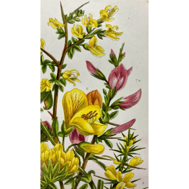 Plastic Antique W. Dickes & Co. Botanical Print From England Showcasing Yellow & Pink Varieties of Furze, Greenweed and Harrow Flowers - Circa 1870 For Sale - Image 7 of 12