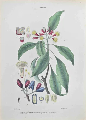 Vincenzo Tenore, Aromatic Clove, Lithograph, 1870s