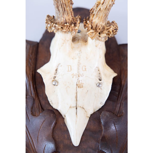 Cabin Antique Black Forest Roe Deer Antlers Hunting Trophy 1906 Mount For Sale - Image 3 of 7