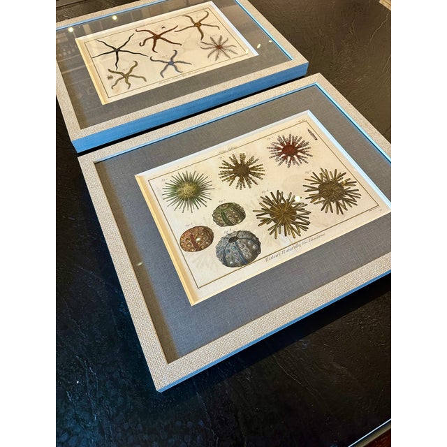 Late 18th Century Starfish & Sea Urchins – Set of 2 Custom Framed – Antique Marine Life Engravings by Lamarck, Paris 1791 For Sale - Image 5 of 5