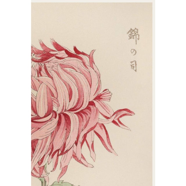 Japanese Pink Mum, Vintage Japanese Botanical Art Print, 20" X 30" For Sale - Image 3 of 10