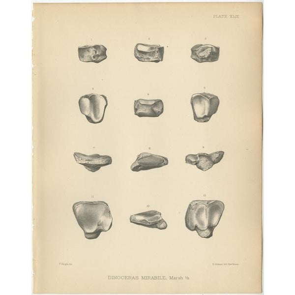 Marsh, Paleontology Illustrations of a Dinoceras Mirabile, 1886, Prints, Set of 3 For Sale - Image 3 of 5