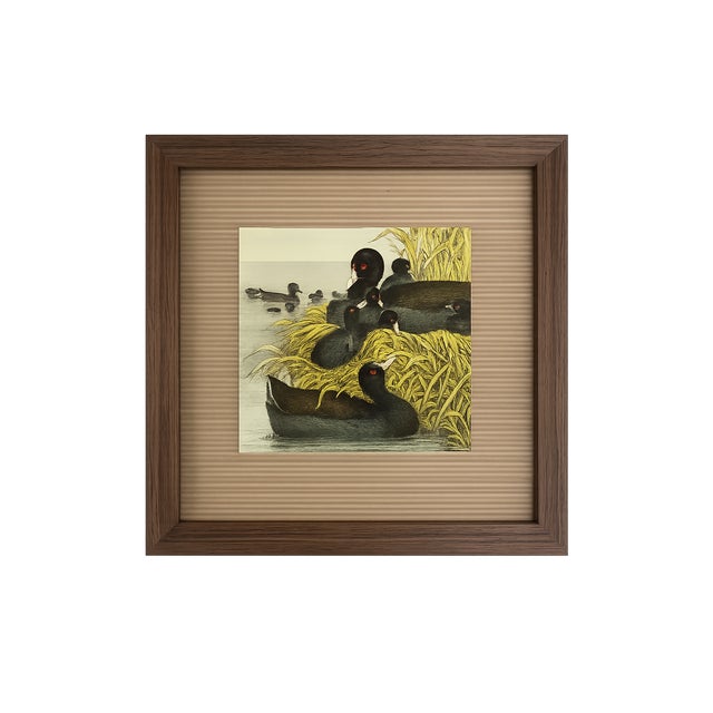 Mid-Century Modern Two Antique Framed Bird Prints From the Birds of North America by Jacob H. Studer, Edited From Original, Ducks For Sale - Image 3 of 3