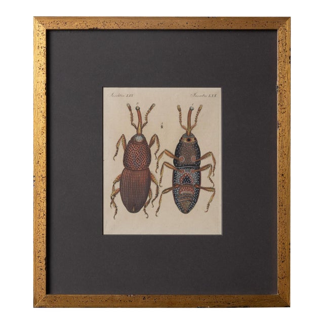 Bertuch Insects Wheat Weevil C. 1790s For Sale