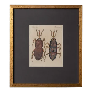 Bertuch Insects Wheat Weevil C. 1790s