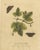 E. Albin, Butterfly Life Cycle on Leafy Branch, Hand-Colored Engraving, 1720 For Sale