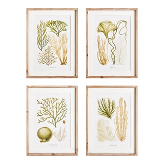 Verdant Coral Study, Set Of 4 For Sale