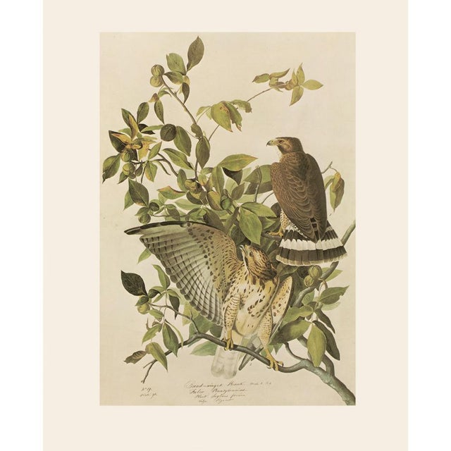Olive 1966 Vintage Farmhouse Cottage Print "Broad-Winged Hawk" After John James Audubon For Sale - Image 8 of 8